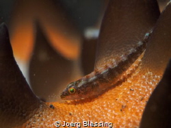 Little goby on a (Sea)star landscape by Joerg Blessing 